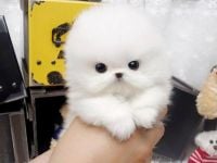 Teacup Pomeranian Puppies Available 